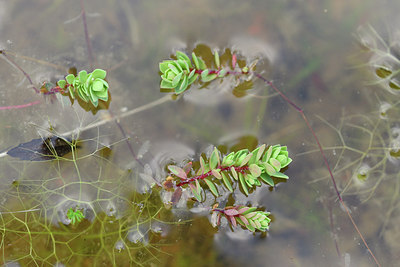 BUITEN BEELD Foto: 295861