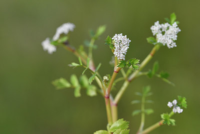 BUITEN BEELD Foto: 295870