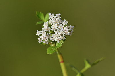 BUITEN BEELD Foto: 295871