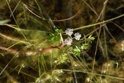 BUITEN BEELD Foto: 295872