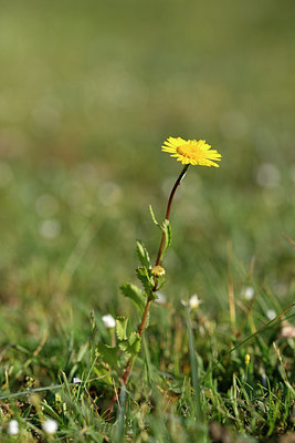 BUITEN BEELD Foto: 295876