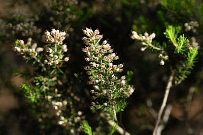 BUITEN BEELD Foto: 295882