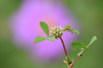 BUITEN BEELD Foto: 295895