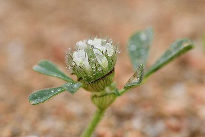BUITEN BEELD Foto: 295912