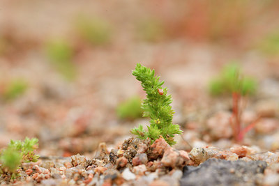 BUITEN BEELD Foto: 295913