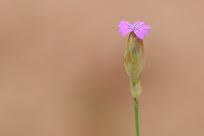 BUITEN BEELD Foto: 295919