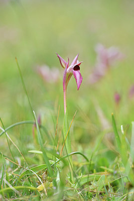 BUITEN BEELD Foto: 295942