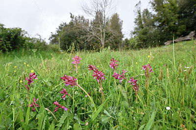 BUITEN BEELD Foto: 295969