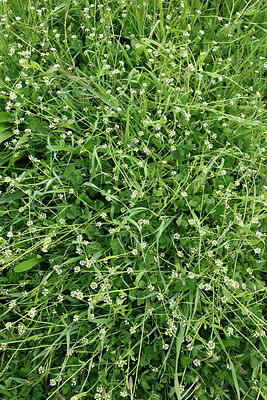 BUITEN BEELD Foto: 295979