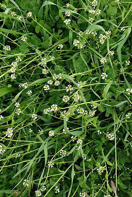 BUITEN BEELD Foto: 295980
