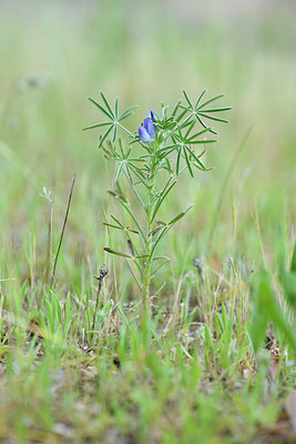 BUITEN BEELD Foto: 295992