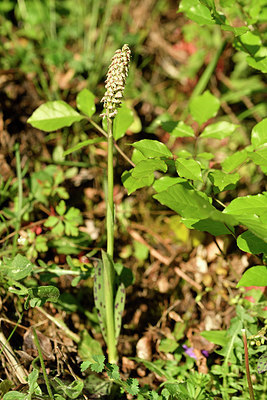 BUITEN BEELD Foto: 295995