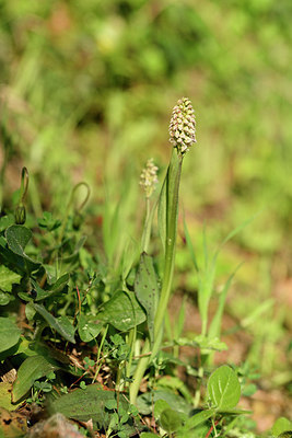 BUITEN BEELD Foto: 296000