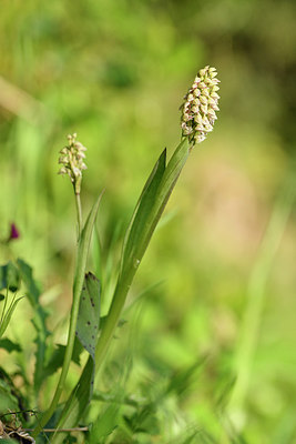 BUITEN BEELD Foto: 296001