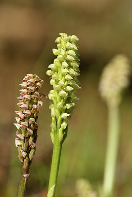 BUITEN BEELD Foto: 296006