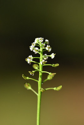 BUITEN BEELD Foto: 296014