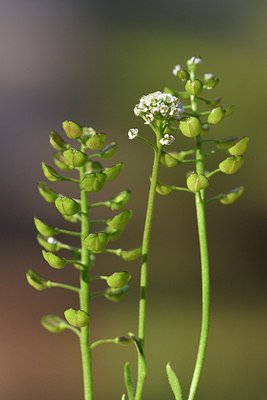 BUITEN BEELD Foto: 296015