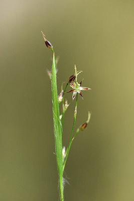 BUITEN BEELD Foto: 296021