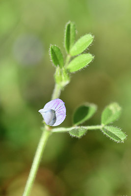 BUITEN BEELD Foto: 296025