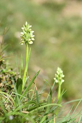 BUITEN BEELD Foto: 296049