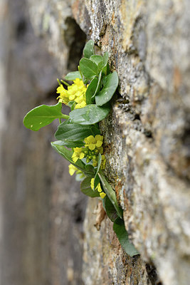 BUITEN BEELD Foto: 296078