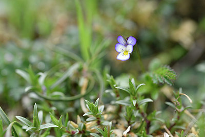 BUITEN BEELD Foto: 296085