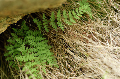 BUITEN BEELD Foto: 296091