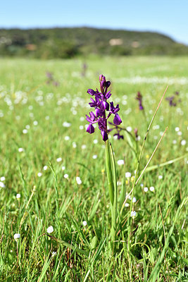 BUITEN BEELD Foto: 296113