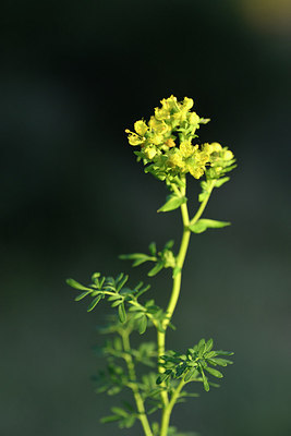 BUITEN BEELD Foto: 296116