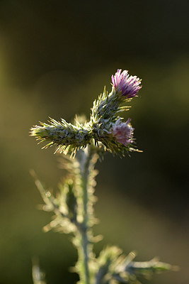 BUITEN BEELD Foto: 296117