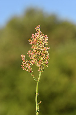 BUITEN BEELD Foto: 296118