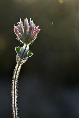 BUITEN BEELD Foto: 296120