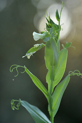 BUITEN BEELD Foto: 296121
