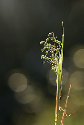 BUITEN BEELD Foto: 296124