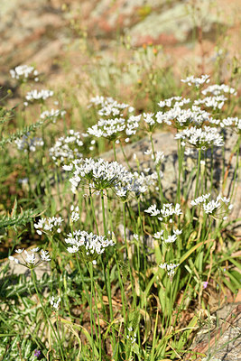 BUITEN BEELD Foto: 296127