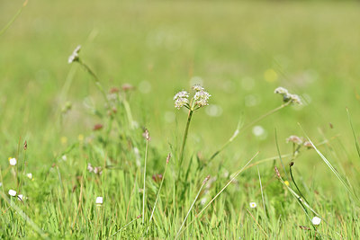 BUITEN BEELD Foto: 296156