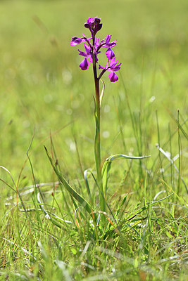 BUITEN BEELD Foto: 296161