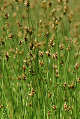 BUITEN BEELD Foto: 296187