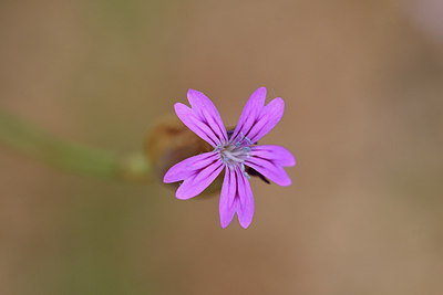 BUITEN BEELD Foto: 296210