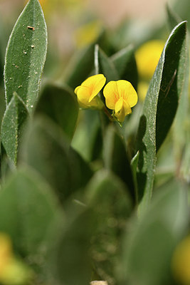 BUITEN BEELD Foto: 296227