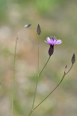 BUITEN BEELD Foto: 296232