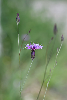 BUITEN BEELD Foto: 296233