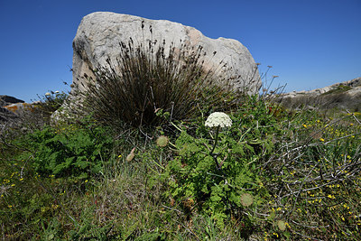 BUITEN BEELD Foto: 296287