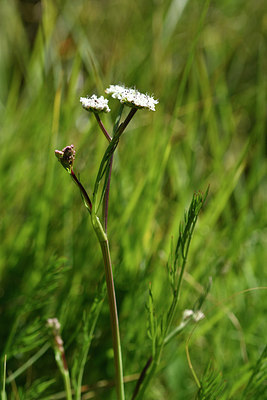 BUITEN BEELD Foto: 296297