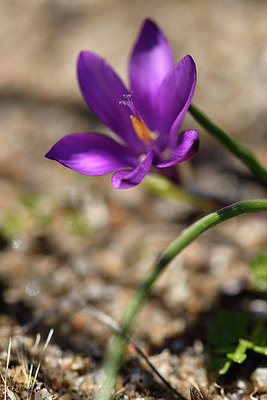 BUITEN BEELD Foto: 296300