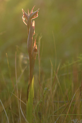 BUITEN BEELD Foto: 296342