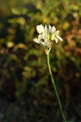 BUITEN BEELD Foto: 296344