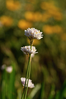 BUITEN BEELD Foto: 296350