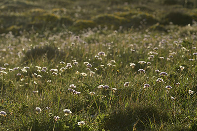 BUITEN BEELD Foto: 296352