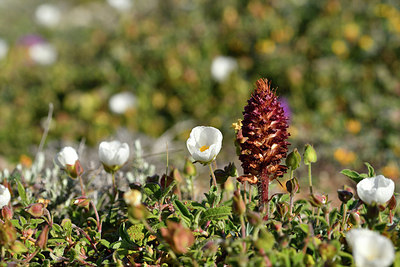 BUITEN BEELD Foto: 296359